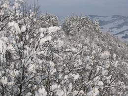 foto neve del 7 Marzo 2004 alberi 5